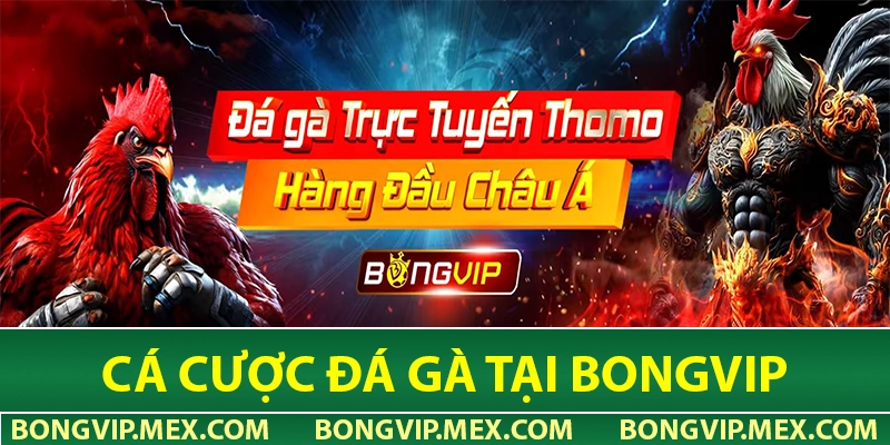 Cá cược đá gà cực nét